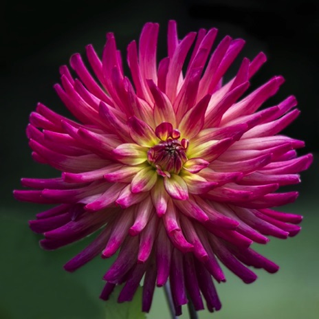 Dahlia - NHP135